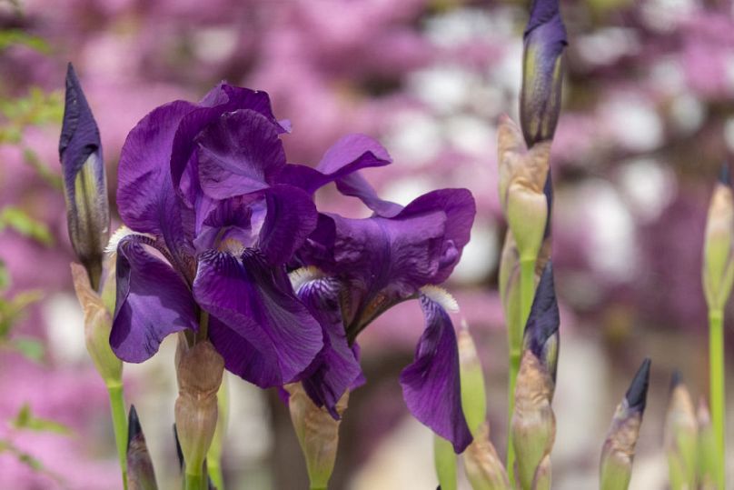 Irises were hugely popular at Chelsea - and for good reason