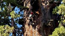 A researcher examines General Sherman, the world's largest tree, in Sequoia National Park, California.