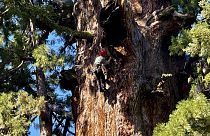 Bilan de santé d'un séquoia géant mardi 21 mai 2024. 