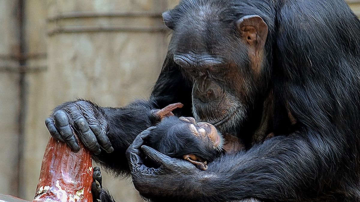شامپانزه و فرزندش