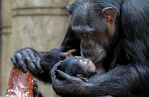 شامپانزه و فرزندش