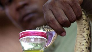 Kenya: Scientists race to create anti venom as snake bite victims grow