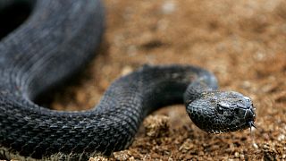 Kenya : la course aux antivenins face à la hausse de morsures de serpents