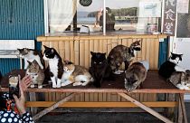 A tourist takes a photographs of cats gathered at a restaurant at Nitoda Port on Tashirojima island in Ishinomaki, northeast of Japan, Saturday, May 18, 2024. 