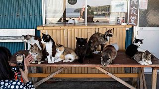 Un turista fotografía a los gatos reunidos en un restaurante del puerto de Nitoda, en la isla de Tashirojima, en Ishinomaki, al noreste de Japón, el sábado 18 de mayo de 2024. 