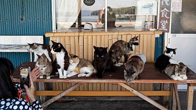 A tourist takes a photographs of cats gathered at a restaurant at Nitoda Port on Tashirojima island in Ishinomaki, northeast of Japan, Saturday, May 18, 2024. 