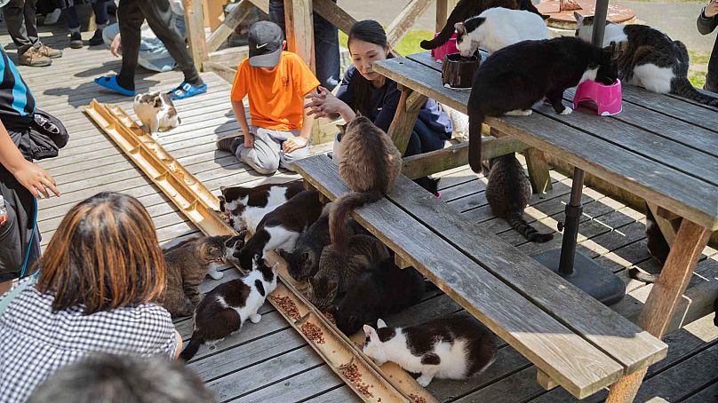 Los turistas observan cómo alimentan a los gatos en una cafetería en la isla Tashirojima en Ishinomaki, al noreste de Japón, el sábado 18 de mayo de 2024.