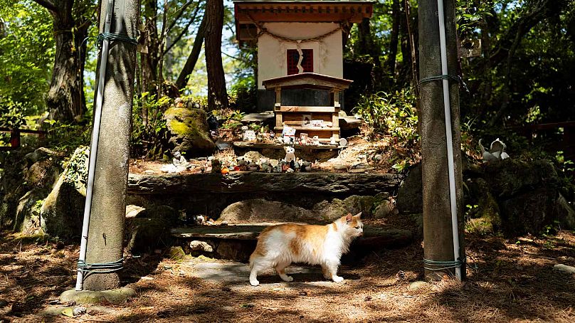 Un gato camina por el altar del Santuario del Gato en la isla Tashirojima en Ishinomaki, noreste de Japón, el sábado 18 de mayo de 2024.