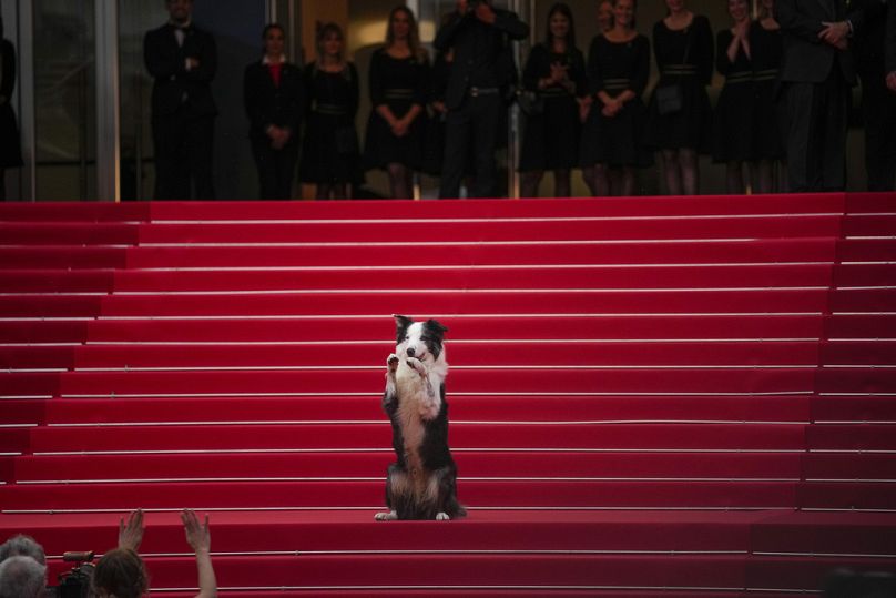 O cão Messi posa para os fotógrafos à chegada à cerimónia e à estreia do filme “O Segundo Ato"
