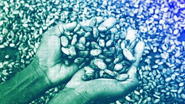 A farmer holds cocoa beans in his hand in the village of Bocanda north of Abidjan, October 2022