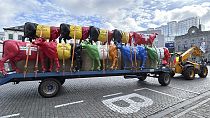 A tractor pulls a trailer filled with plastic cows prior to a protest of farmers outside of a meeting of EU agriculture ministers in Brussels, Monday, May 27, 2024.