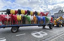 A tractor pulls a trailer filled with plastic cows prior to a protest of farmers outside of a meeting of EU agriculture ministers in Brussels, Monday, May 27, 2024.