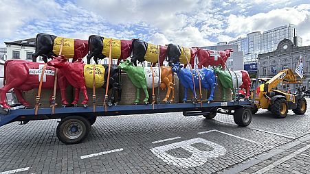 A tractor pulls a trailer filled with plastic cows prior to a protest of farmers outside of a meeting of EU agriculture ministers in Brussels, Monday, May 27, 2024.