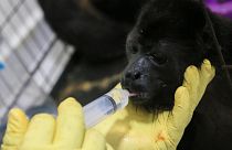 A veterinarian feeds a young howler monkey rescued amid extremely high temperatures in Tecolutilla, Tabasco state, Mexico.