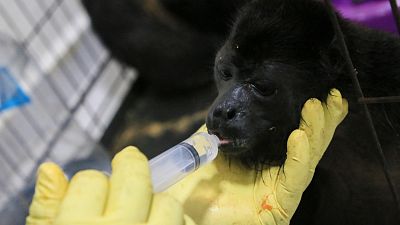 A veterinarian feeds a young howler monkey rescued amid extremely high temperatures in Tecolutilla, Tabasco state, Mexico.