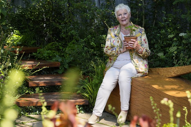 Dame Judi Dench holds a seedling from the Sycamore Gap tree in the Octavia Hill Garden by Blue Diamond with the National Trust at the Chelsea Flower Show in London