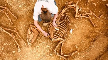 بقایای اسب‌های ۲ هزار ساله در فرانسه