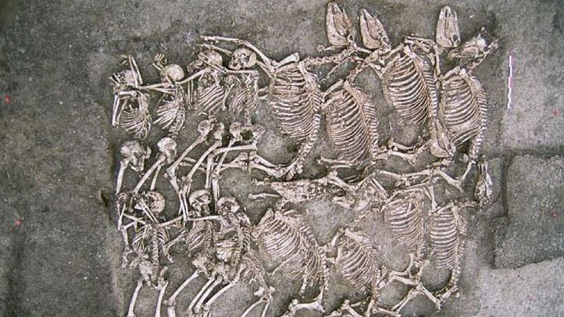 بقایای اسب‌های متعلق به ۲ هزار سال پیش