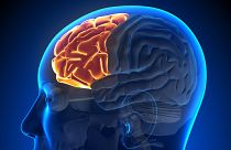 قشر پیش پیشانی مغز انسان که در فرایندهایی مثل برنامه‌ریزی رفتارهای شناختی پیچیده، بیان شخصیت، تصمیم‌گیری و تعدیل رفتار اجتماعی نقش دارد.