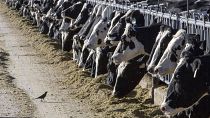 Dairy cattle feed at a farm.