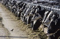 Süt sığırları bir çiftlikte besleniyor.