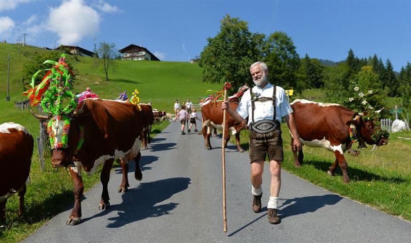 El granjero Fritz Holzer lleva a las vacas decoradas con ropa tradicional a su granja en St. Martin bei Lofer, 7 de septiembre de 2013