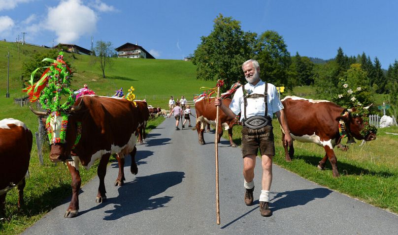 Bauer Fritz Holzer führt in traditioneller Kleidung geschmückte Kühe zurück zu seinem Hof ​​in St. Martin bei Lofer, 7. September 2013