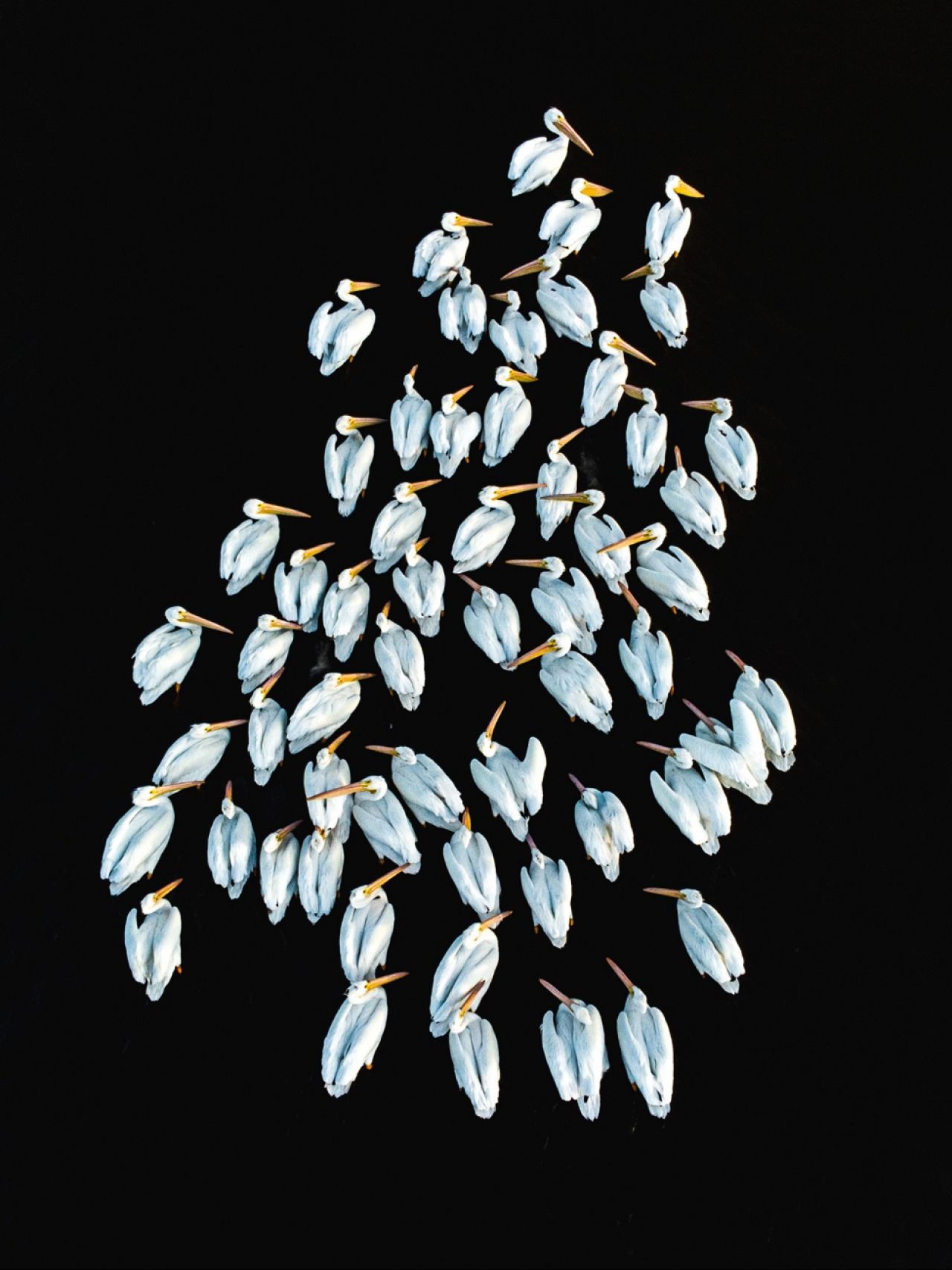 “pelicanos blancos” by Guillermo Soberón (MEXICO)