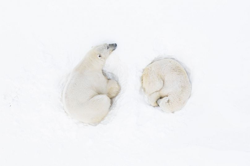 “A Polar Romance” von Florian Ledoux (FRANKREICH)