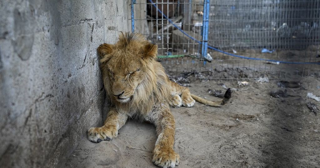 Rafah zoo animals forced to evacuate amid Israeli offensive | Africanews