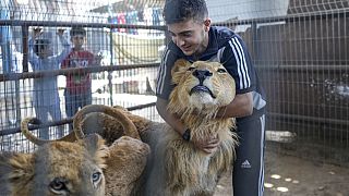 Guerre Israël-Hamas : à Gaza, le zoo de Rafah évacué d'urgence
