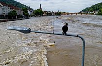 A cormorant sits on a street lamp as the river Neckar has left its banks in Heidelberg, Germany, Monday, June 3, 2024.