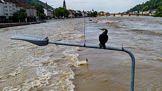 A cormorant sits on a street lamp as the river Neckar has left its banks in Heidelberg, Germany, Monday, June 3, 2024.
