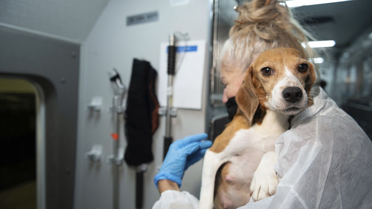 Beagle breeding company fined €32 million in biggest ever penalty for animal welfare violations thumbnail