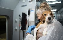 An HSUS Animal Rescue Team member carries a beagle into the organization's care and rehabilitation center in Maryland on July 21, 2022,