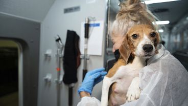 An HSUS Animal Rescue Team member carries a beagle into the organization's care and rehabilitation center in Maryland on July 21, 2022,