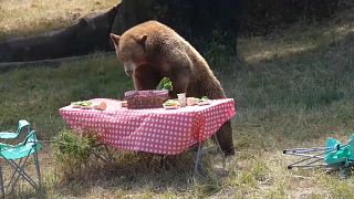 Imagen de uno de los osos que participó en el 'pícnic experimento' del zoo de Oakland.