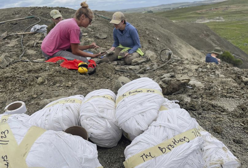  In this photo by Giant Screen Films, Natalie Toth of the Denver Museum examines Cretaceous fossilized plants at "The Brothers" dig site in North Dakota
