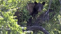 A black bear looks out from a tree on Wednesday, June 5, 2024, in Salt Lake City.