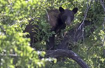 A black bear looks out from a tree on Wednesday, June 5, 2024, in Salt Lake City.