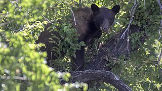 A black bear looks out from a tree on Wednesday, June 5, 2024, in Salt Lake City.