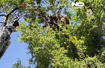 Un ours perdu et perché dans un arbre dans la ville de Salt Lake City