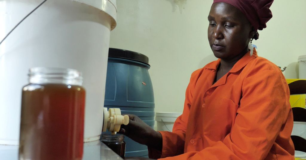 Beekeeping flourishes in Uganda | Africanews Beekeeping flourishes in Uganda | Africanews