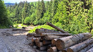 Logs by the forest road in Ingka-owned forest in Bistricioara, Ceahlău, Neamț County.