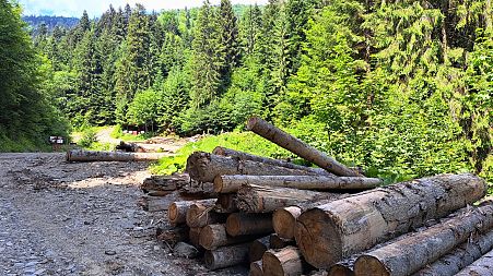Logs by the forest road in Ingka-owned forest in Bistricioara, Ceahlău, Neamț County.