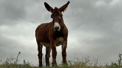 A donkey grazing while a downpour is about to come down in May, Vizzini, Province of Catania.