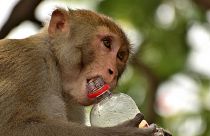 A group of monkeys drowned in well in India while searching for water amid extreme heat.