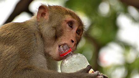 Hindistan'da bir grup maymun aşırı sıcaklarda su ararken girdikleri kuyuda boğuldu.