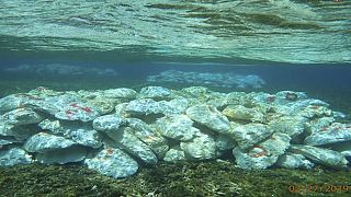World Oceans Day: Coral reefs experiencing bleaching - Scientists