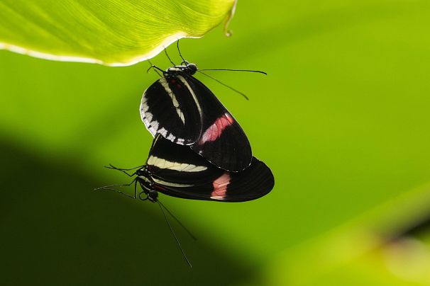 Heliconius Melpomene butterflies mate at the greenhouse of the Museo delle Scienze (MUSE), a science museum in Trento, Italy, on May 6, 2024. 